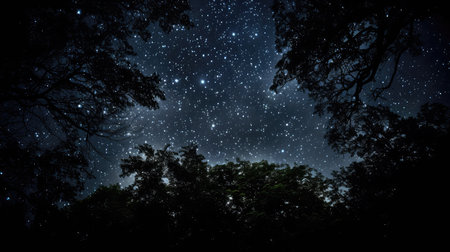 branches dark sky with starsの素材