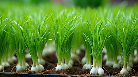 rows plant green onionの素材