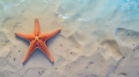 marine star freeの素材