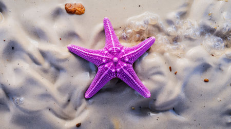 beach purple starfishの素材