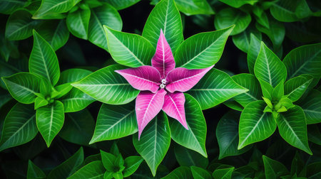 flower star shapesの素材