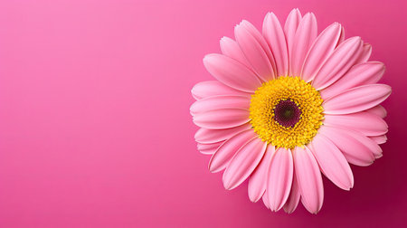 vibrant pink background flowersの素材