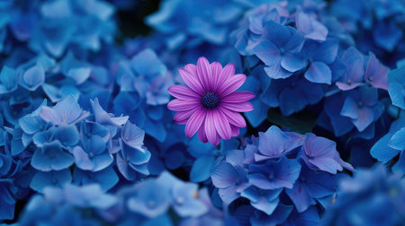 contrast purple and blue flowersの素材