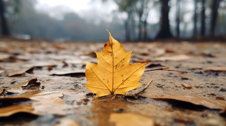 decay leaves onの素材