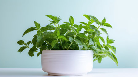 pot mint leaves on whiteの素材
