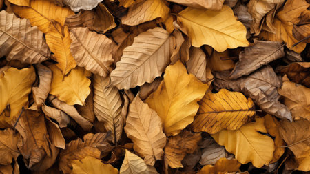 nature yellow brown textureの素材