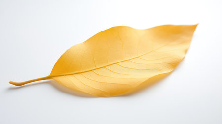 delicate leaves isolated on whiteの素材