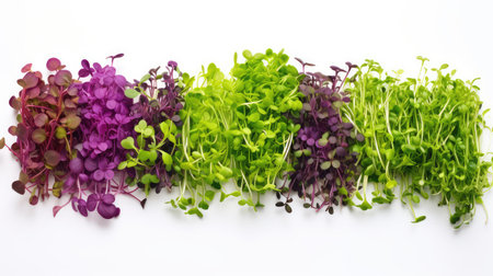 appetizing micro greens white backgroundの素材