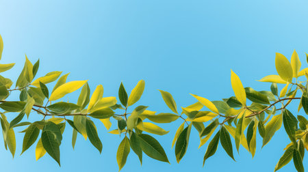 sky mango leavesの素材