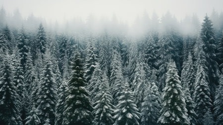 forest evergreen trees in winterの素材