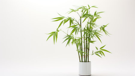 slender bamboo on whiteの素材