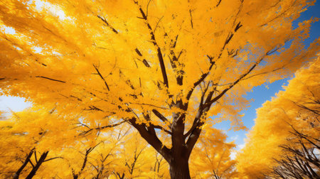 view ginkgo treeの素材