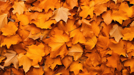 forest orange top viewの素材