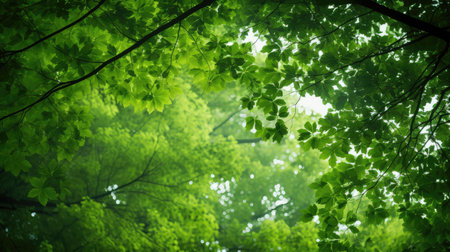 sunlight mottled green backgroundの素材