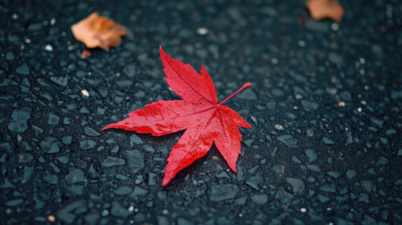 style red leaf asphaltの素材