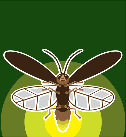 Firefly vector illustration clip-art image bug artのイラスト素材