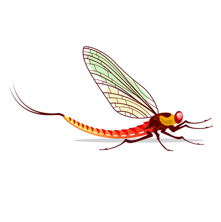 Mayfly vector water bug illustration fish foodのイラスト素材