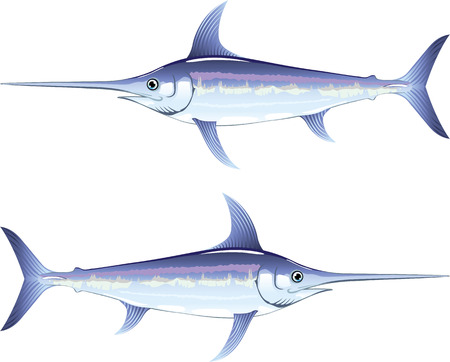Swordfish vector illustration clip-art imageのイラスト素材