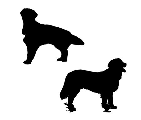 Vector silhouette of a poodle on a white background. Symbol of pets.のイラスト素材