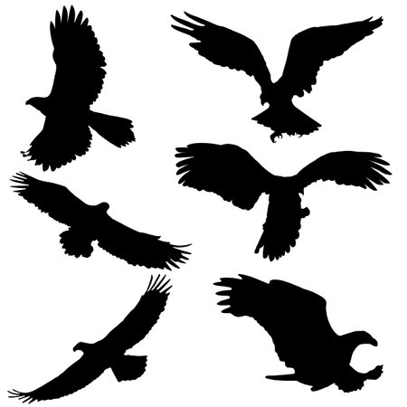 silhouettes of eagle . Eagle Silhouette set on white backgroundのイラスト素材