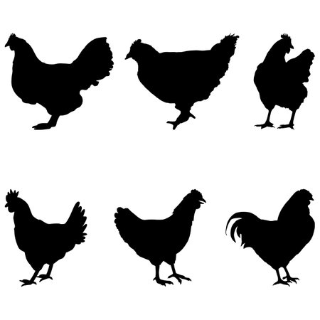 hen chicken silhouette setのイラスト素材