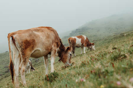 Cows grazing on a pasture, in foggy weather, cow eating grass, herbs and flower on a green field,...