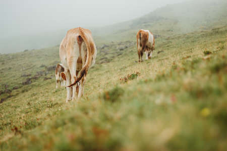 Cow rear view, grazing in green meadowの写真素材