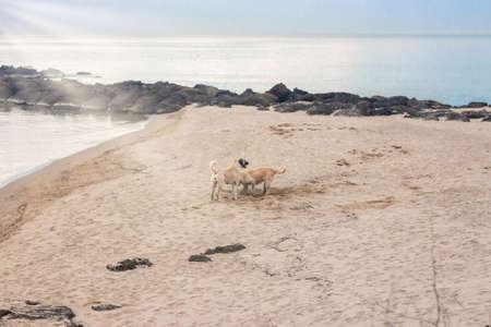 Two dogs playing on the beach, dog digging sad. Happily playing together pets at outdoor