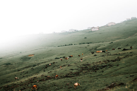 Foggy meadow landscape with grazing cow near highland village. nature landscape in mountains. Beautiful scenic misty rural pastureの写真素材