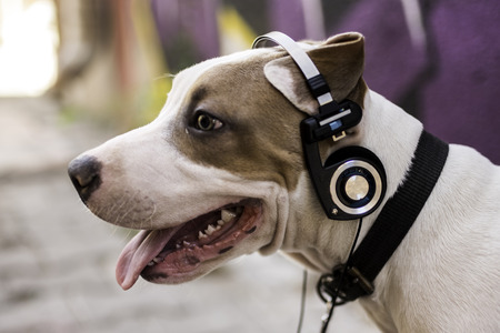 The dog listening musicの写真素材