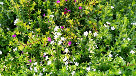 Natural plant with small flowers background texture.の写真素材