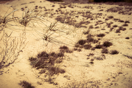 Scant dry vegetation on the sandstone close up.の写真素材