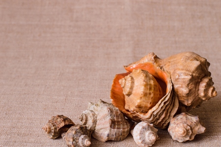 Linen background with seven seashells at the bottom right of the frame.の写真素材