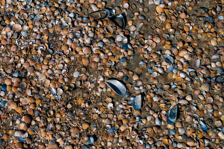 Background of large and small sea shells on the sea shore.の写真素材