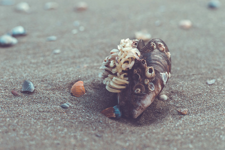 Overgrown clam shell on the sandy beach in a gentle color.の写真素材