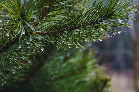 A tender branch of a small pine tree with drops of water in a row after a spring rain close up.