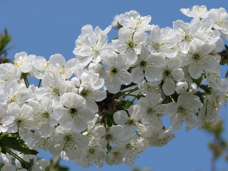 spring,の写真素材