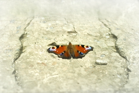 butterfly on stoned area without forestの写真素材