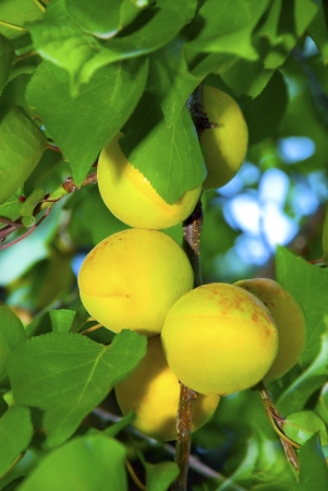 orange and green juicy apricots ripening on a branch with green leavesの写真素材