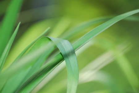 green spring leaves for spaの写真素材