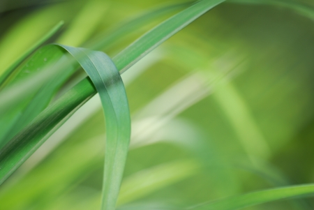 Green fresh leafsの写真素材