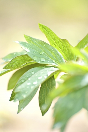 Green fresh leafs of garden pionの写真素材