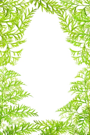 frame green herbs of carrots on white backgroundの写真素材