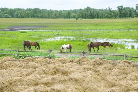 seven horses on pasture eat hayの写真素材
