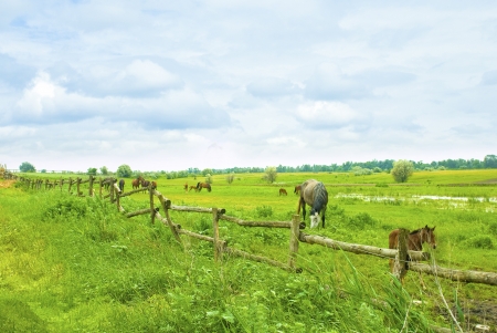 horses on green field eating grassの写真素材