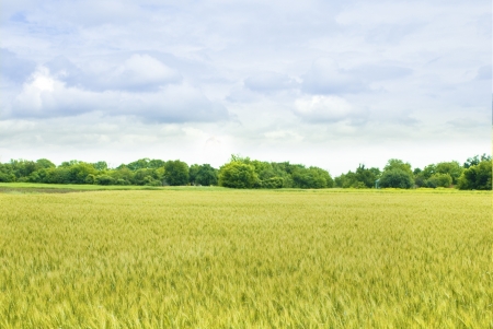 yellow  field of wheat with green treesの写真素材