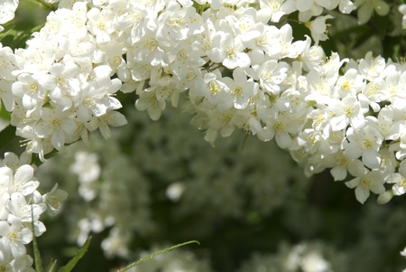 Branch of white small flowersの写真素材