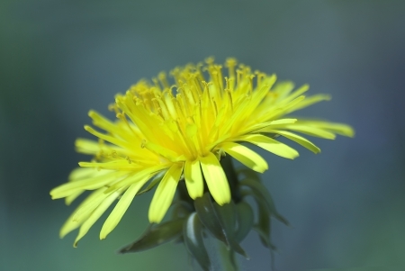 yellow dandelion flowerの写真素材