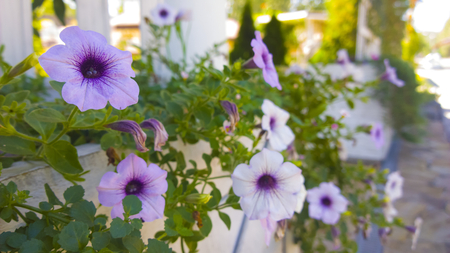 periwinkles in gardenの写真素材