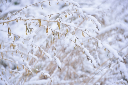 dried autumn bushes under the first snowの写真素材